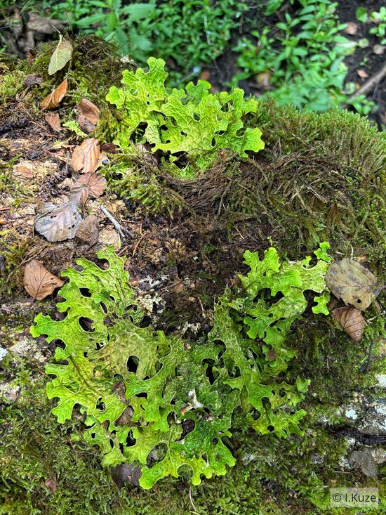 Lobaria pulmonaria